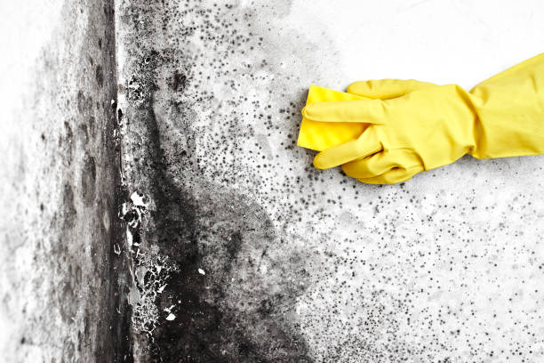 Best White Mold Remediation in Princevle, IL