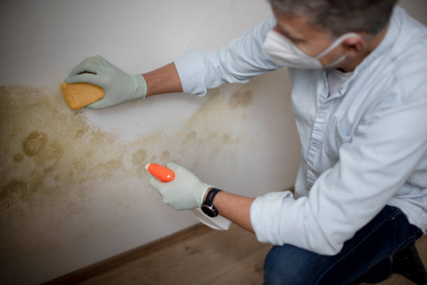 Best DIY Mold Remediation Support Services in Princevle, IL
