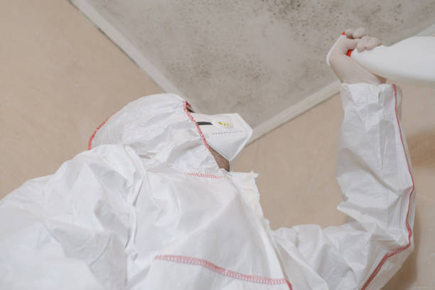 Best Basement Mold Remediation in Princevle, IL